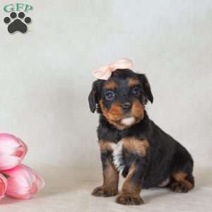 Gail, Bernedoodle-Munchkin Puppy